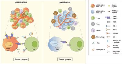 Frontiers | Mechanism And Strategies Of Immunotherapy Resistance In ...